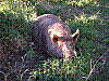 tag-052-066-06-06-04-sonntag-weltreise-raro.jpg